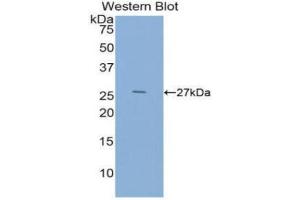 Western Blotting (WB) image for anti-Epidermal Growth Factor (EGF) (AA 973-1201) antibody (ABIN1858693) (EGF 抗体  (AA 973-1201))