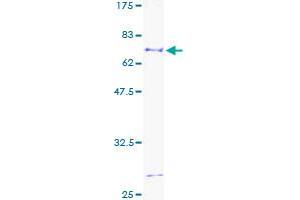 Aurora Kinase B Protein (AURKB) (AA 1-344) (GST tag)