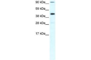 POLR2B antibody used at 0. (POLR2B 抗体  (Middle Region))
