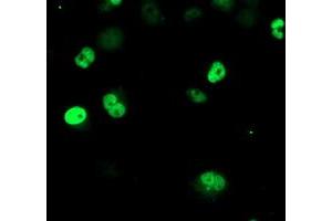 Anti-ERCC4 mouse monoclonal antibody (ABIN2454892) immunofluorescent staining of COS7 cells transiently transfected by pCMV6-ENTRY ERCC4 (RC223300). (ERCC4 抗体)