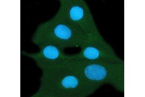 IF analysis of 14-3-3 zeta/delta using anti-14-3-3 zeta/delta antibody (ABIN5693157). (14-3-3 zeta 抗体)