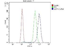 anti-IQ Motif Containing GTPase Activating Protein 2 (IQGAP2) (AA 1329-1544) antibody