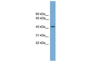 WB Suggested Anti-Rbm9 Antibody Titration:  0. (RBM9 抗体  (C-Term))