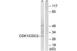 Western blot analysis of extracts from HepG2 cells, treated with Forskolin 40nM 30', using CDK1/CDC2 (Ab-14) Antibody. (CDK1 抗体  (AA 1-50))