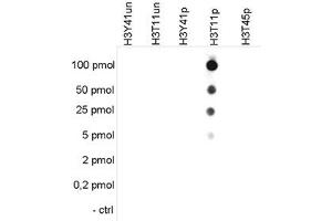 Cross reactivity tests using the Histone H3 (phospho T11) antibody. (HIST1H3A 抗体  (pThr11))