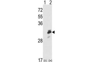 Western Blotting (WB) image for anti-Endoplasmic Reticulum Protein 29 (ERP29) antibody (ABIN3001703) (ERP29 抗体)