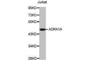 Western blot analysis of extracts of Jurkat cell line, using ADRA1A antibody. (alpha 1 Adrenergic Receptor 抗体  (AA 346-475))