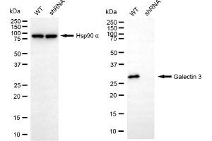 Western blotting analysis using galectin 3 antibody (ABIN7798686).