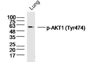 Mouse lung lysates probed with AKT1/2/3 (Tyr474) Polyclonal Antibody, unconjugated  at 1:300 overnight at 4°C followed by a conjugated secondary antibody at 1:10000 for 90 minutes at 37°C. (AKT 1/2/3 抗体  (pTyr474))