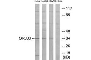Western Blotting (WB) image for anti-Olfactory Receptor, Family 8, Subfamily J, Member 3 (OR8J3) (AA 232-281) antibody (ABIN2891058)