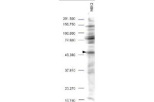 Western blot analysis is shown using  Affinity Purified anti-NEK2 antibody to detect endogenous protein present in an unstimulated mouse A-20 whole cell lysate (arrowhead). (NEK2 抗体  (AA 287-299))