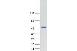 Western Blotting (WB) image for Secernin 2 (SCRN2) (Transcript Variant 1) protein (Myc-DYKDDDDK Tag) (ABIN2731587)