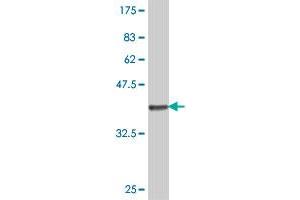 Western Blotting (WB) image for anti-Core 1 Synthase, Glycoprotein-N-Acetylgalactosamine 3-beta-Galactosyltransferase, 1 (C1GALT1) (AA 264-363) antibody (ABIN566051)
