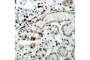 Immunohistochemical analysis of CER1 staining in human kidney formalin fixed paraffin embedded tissue section. (CER1 抗体)