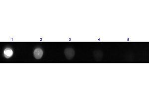 Dot Blot results of Rabbit F(ab')2 Anti-Bovine IgG Antibody Fluorescein Conjugated. (兔 anti-Cow IgG (Heavy & Light Chain) Antibody (FITC) - Preadsorbed)