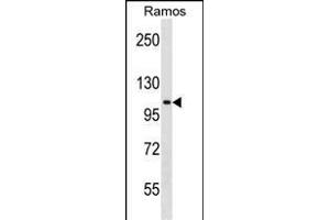 TACC1 Antibody (N-term) (ABIN1538980 and ABIN2849037) western blot analysis in Ramos cell line lysates (35 μg/lane). (TACC1 抗体  (N-Term))