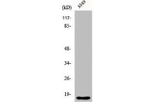 Western Blot analysis of A549 cells using Cytochrome b5 Polyclonal Antibody