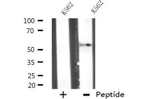 Western blot analysis of extracts from K562 cells, using ATG4D antibody. (ATG4D 抗体  (C-Term))