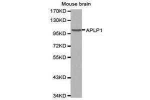 Western Blotting (WB) image for anti-Amyloid beta (A4) Precursor-Like Protein 1 (APLP1) antibody (ABIN1871026) (APLP1 抗体)