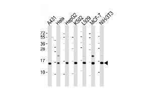 All lanes : Anti-HIST1H2AG Antibody (Center) at 1:2000 dilution Lane 1: A431 whole cell lysate Lane 2: Hela whole cell lysate Lane 3: HepG2 whole cell lysate Lane 4: K562 whole cell lysate Lane 5:  whole cell lysate Lane 6: MCF-7 whole cell lysate Lane 7: NIH/3T3 whole cell lysate Lysates/proteins at 20 μg per lane. (HIST1H2AG 抗体  (AA 63-87))