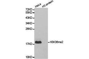 Western blot analysis of extracts of HeLa cell line and H3 protein expressed in E. (Histone 3 抗体  (H3K36me2))