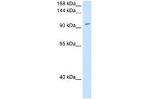 Image no. 1 for anti-Ring Finger Protein 40, E3 Ubiquitin Protein Ligase (RNF40) (AA 801-850) antibody (ABIN205002)