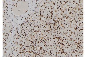 ABIN6273852 at 1/100 staining Human liver tissue by IHC-P. (G Protein-Coupled Receptor 128 抗体  (N-Term))