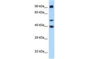 Image no. 1 for anti-Integrin alpha FG-GAP Repeat Containing 2 (ITFG2) (AA 180-229) antibody (ABIN6748063) (ITFG2 抗体  (AA 180-229))