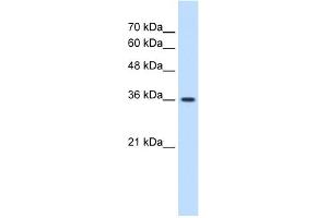 WB Suggested Anti-MAS1 Antibody Titration:  1. (MAS1 抗体  (Middle Region))