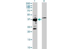 Western Blot analysis of IGBP1 expression in transfected 293T cell line by IGBP1 MaxPab polyclonal antibody. (IGBP1 抗体  (AA 1-339))