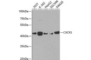Western blot analysis of extracts of various cell lines using CXCR3 Polyclonal Antibody at dilution of 1:400. (CXCR3 抗体)