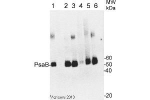 Image no. 1 for anti-psi-B Core Subunit of Photosystem I (psaB) antibody (ABIN488670) (psaB 抗体)