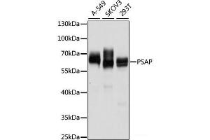 Western blot analysis of extracts of various cell lines using PSAP Polyclonal Antibody at dilution of 1:1000. (Prosaposin 抗体)