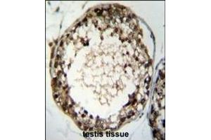 TSSK4 Antibody (C-term) (ABIN655194 and ABIN2844810) immunohistochemistry analysis in formalin fixed and paraffin embedded human testis tissue followed by peroxidase conjugation of the secondary antibody and DAB staining. (TSSK4 抗体  (C-Term))