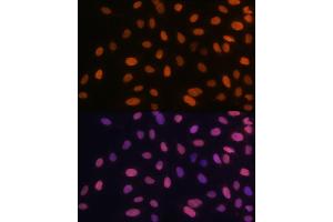 Immunofluorescence (IF) image for anti-High Mobility Group AT-Hook 1 (HMGA1) antibody (ABIN7267646)
