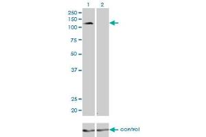 Western Blotting (WB) image for anti-Protocadherin 8 (PCDH8) (AA 32-121) antibody (ABIN598858) (Protocadherin 8 抗体  (AA 32-121))