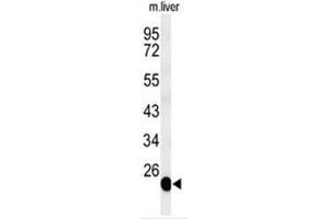 Western blot analysis of BSND Antibody (C-term) in mouse liver tissue lysates (35µg/lane). (BSND 抗体  (C-Term))