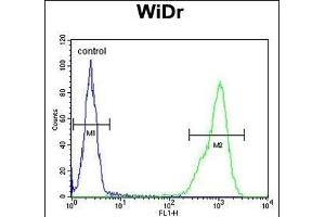 TP3 Antibody (C-term) (ABIN651194 and ABIN2840125) flow cytometric analysis of WiDr cells (right histogram) compared to a negative control cell (left histogram). (TPPP3 抗体  (AA 117-146))
