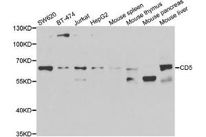 Western blot analysis of extracts of various cell lines, using CD5 antibody. (CD5 抗体)