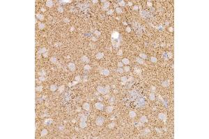 Immunohistochemistry of paraffin-embedded rat brain using Kallikrein 8 Rabbit mAb (ABIN7268065) at dilution of 1:100 (40x lens). (Kallikrein 8 抗体)