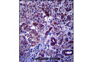 P1R3F Antibody (C-term) (ABIN657599 and ABIN2846598) immunohistochemistry analysis in formalin fixed and paraffin embedded human pancreas tissue followed by peroxidase conjugation of the secondary antibody and DAB staining. (PPP1R3F 抗体  (C-Term))