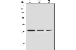 Western blot analysis of Ribonuclease 3 using anti-Ribonuclease 3 antibody (ABIN5693221). (RNASE3 抗体  (AA 28-160))