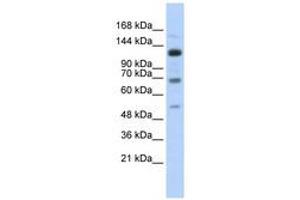 Image no. 1 for anti-Regulatory Factor X, 1 (Influences HLA Class II Expression) (RFX1) (AA 287-336) antibody (ABIN6740535) (RFX1 抗体  (AA 287-336))