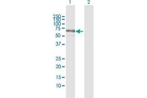 Western Blot analysis of PPM1J expression in transfected 293T cell line by PPM1J MaxPab polyclonal antibody. (PPM1J 抗体  (AA 1-505))
