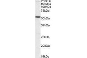 AP26018PU-N (1µg/ml) staining of Human Cerebral Cortex lysate (35µg protein in RIPA buffer). (Serotonin Receptor 3B 抗体  (Internal Region))
