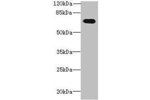 Western blot All lanes: GBP5 antibody at 6 μg/mL + Mouse thymus tissue Secondary Goat polyclonal to rabbit IgG at 1/10000 dilution Predicted band size: 67, 56 kDa Observed band size: 67 kDa (GBP5 抗体  (AA 321-500))