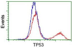 Image no. 5 for anti-Tumor Protein P53 (TP53) antibody (ABIN1499970) (p53 抗体)