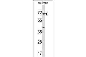 Western blot analysis in mouse liver tissue lysates (35ug/lane). (CPNE6 抗体  (N-Term))