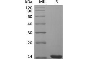 Western Blotting (WB) image for Fibroblast Growth Factor 4 (FGF4) protein (ABIN7320894) (FGF4 蛋白)