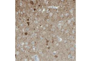 Immunohistochemical staining (Formalin-fixed paraffin-embedded sections) of human cerebral cortex with NECAB1 monoclonal antibody, clone CL0575  shows immunoreactivity in a subset of neuronal cells. (NECAB1 抗体)